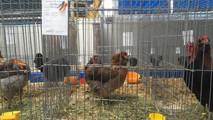 image - Expo Napoca Noiembrie 2017