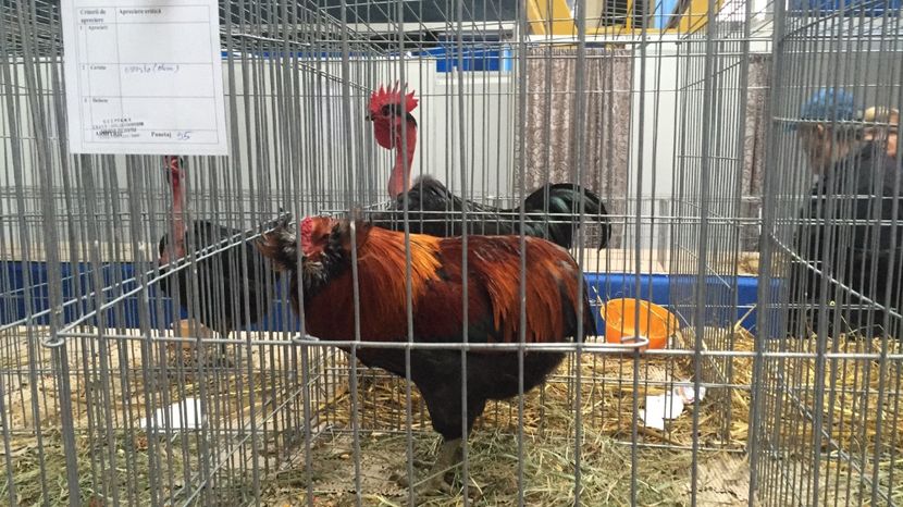 image - Expo Napoca Noiembrie 2017