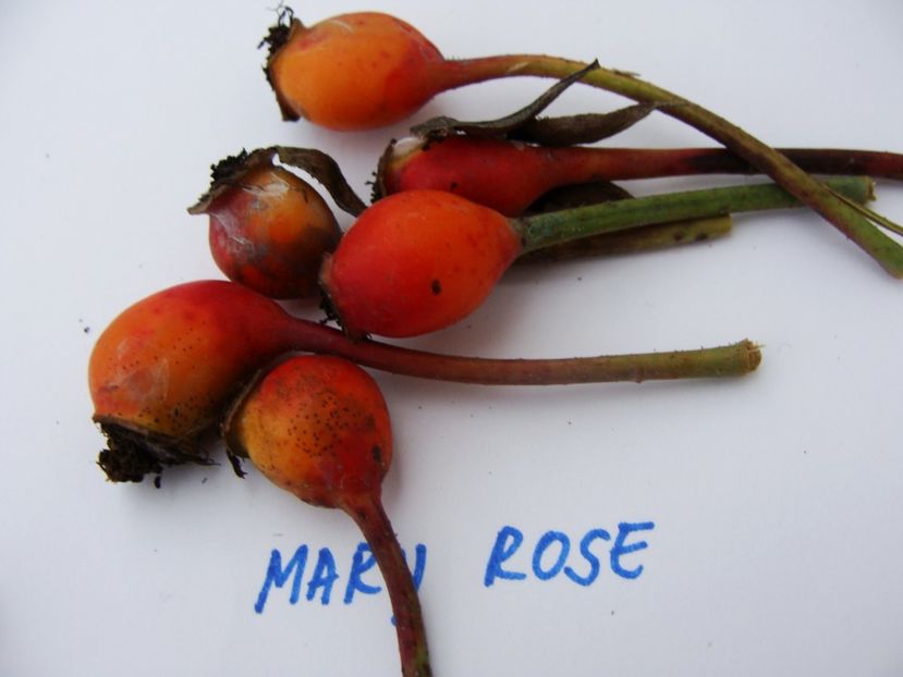 macese Mary Rose - Trandafiri din seminte - experiment 2017-2018