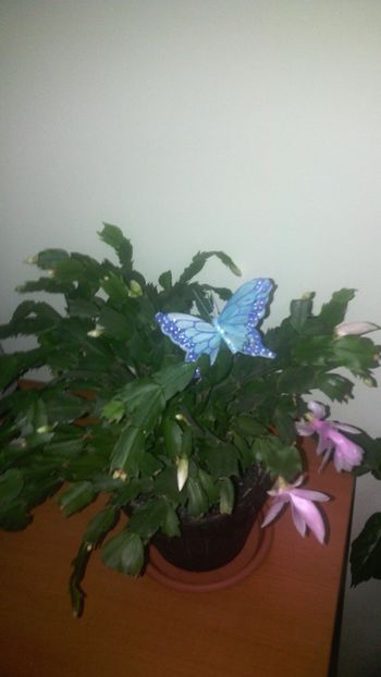 19.11.2017 - Schlumbergera 2014-2020