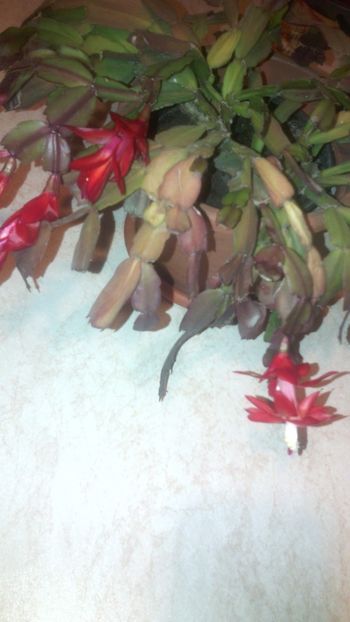  - Schlumbergera 2014-2020