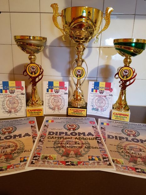 Multimplu campion Sannicolau Mare 2017 - DIPLOME SI CUPE