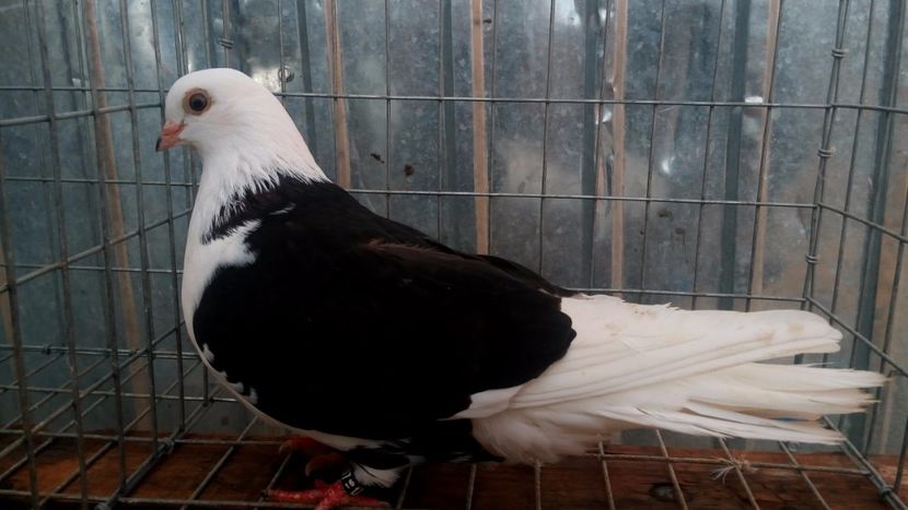 femela 1 - galateni negri cuada alba 2018