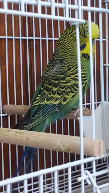  - - 2 Crescatoria de perusi