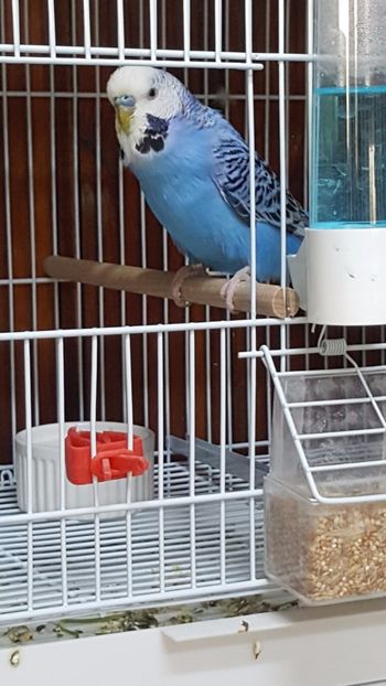  - - 2 Crescatoria de perusi