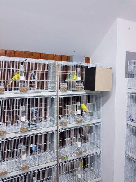  - - 2 Crescatoria de perusi