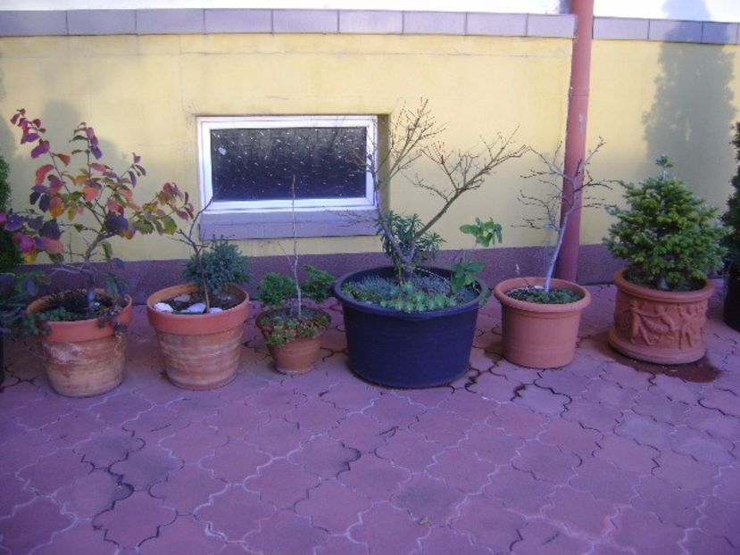 Grup de bonsai si prebonsai - Bonsai si prebonsai 2016-2017