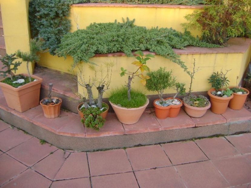 Grup de bonsai si prebonsai - Bonsai si prebonsai 2016-2017