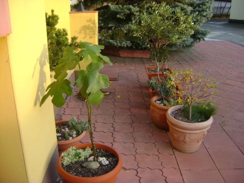 Grup de bonsai si prebonsai - Bonsai si prebonsai 2016-2017