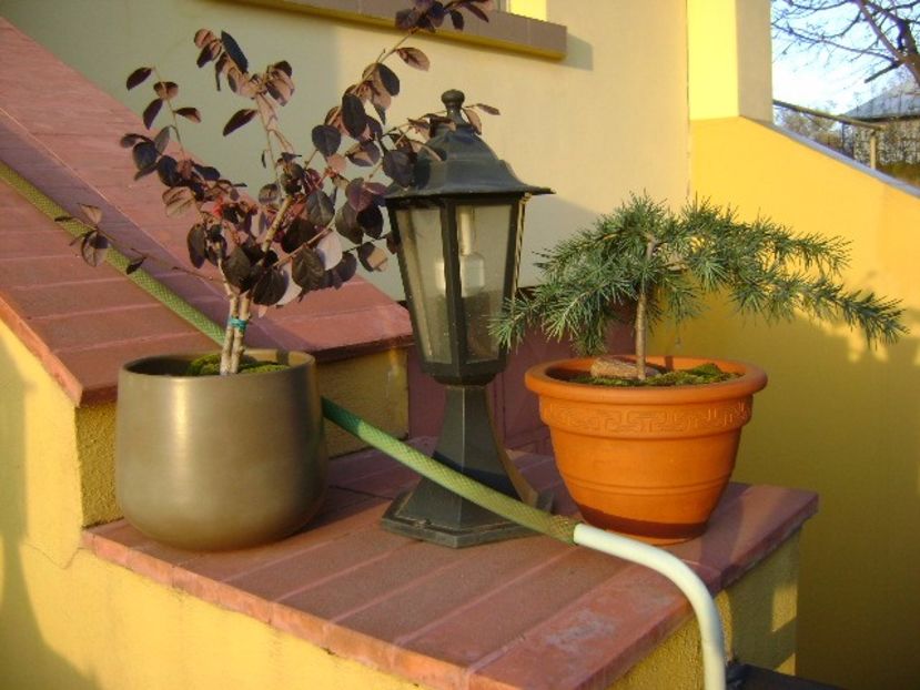 Grup de bonsai si prebonsai - Bonsai si prebonsai 2016-2017