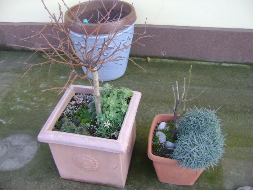 Mesteacan alb si Salcam galben - Bonsai si prebonsai 2016-2017