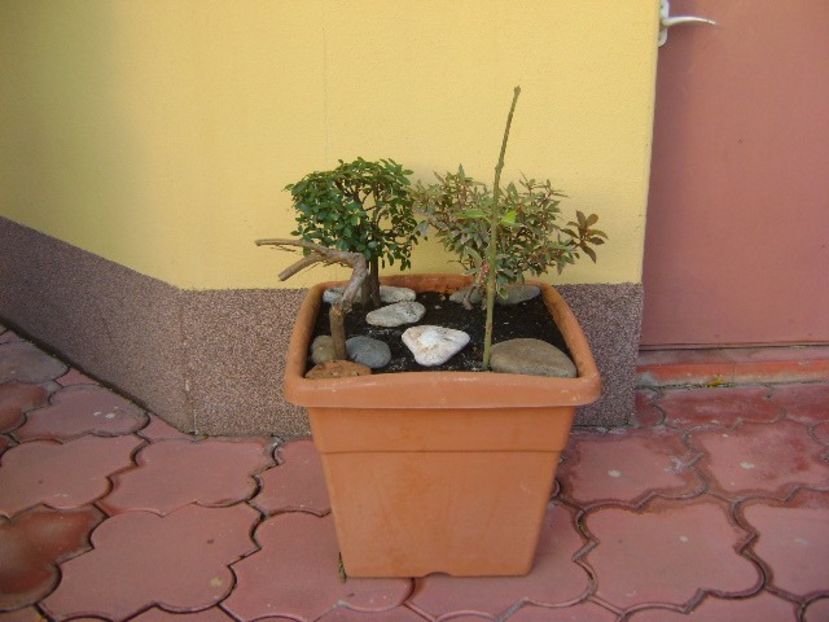 Grup de 3 prebonsai - Bonsai si prebonsai 2016-2017
