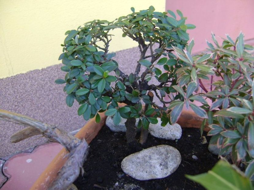 Cotoneaster dammeri - Bonsai si prebonsai 2016-2017