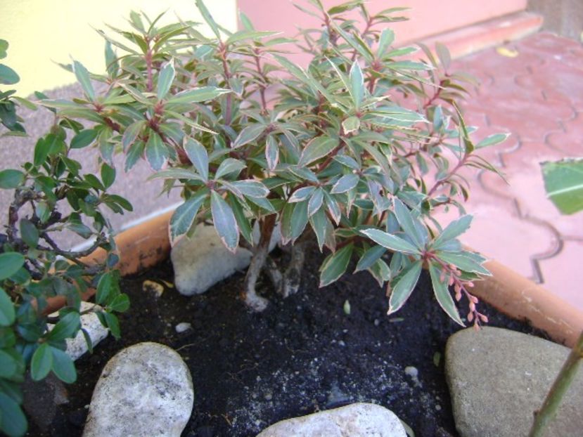Pieris japonica - Bonsai si prebonsai 2016-2017