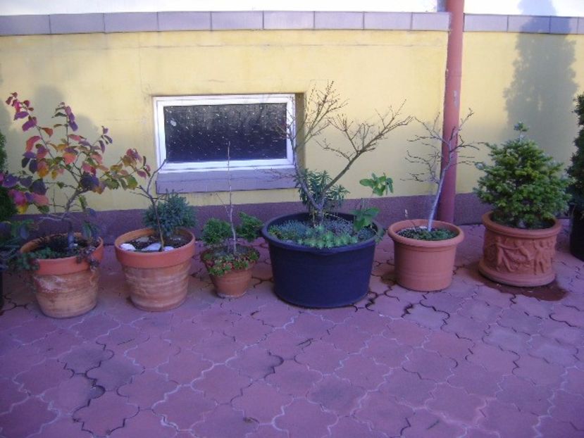 Grup de bonsai si prebonsai - Toamna 2016-2017