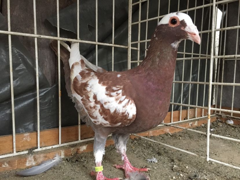 Femela 2017 - Voiajori