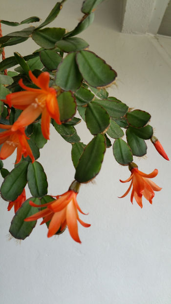  - Rhipsalidopsis