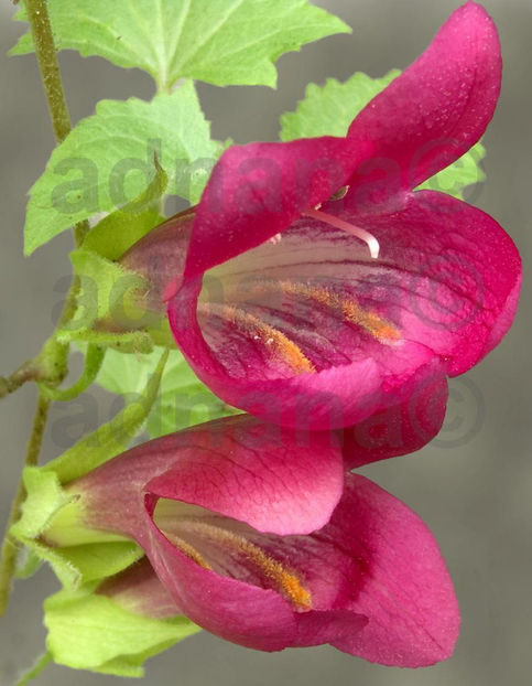  - Asarina purpusii Cascada Victoria