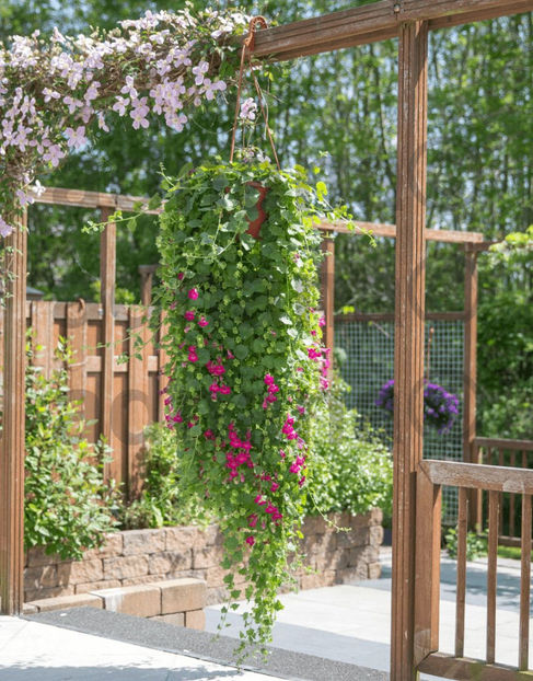  - Asarina purpusii Cascada Victoria