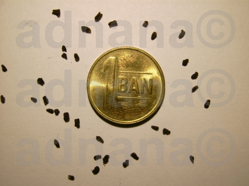  - Asarina purpusii Cascada Victoria