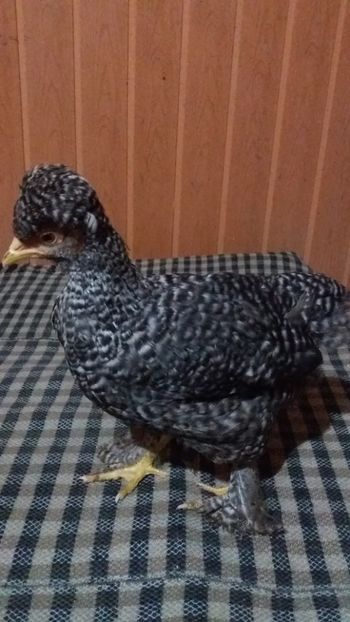  - Pui motati 2017 seria 3