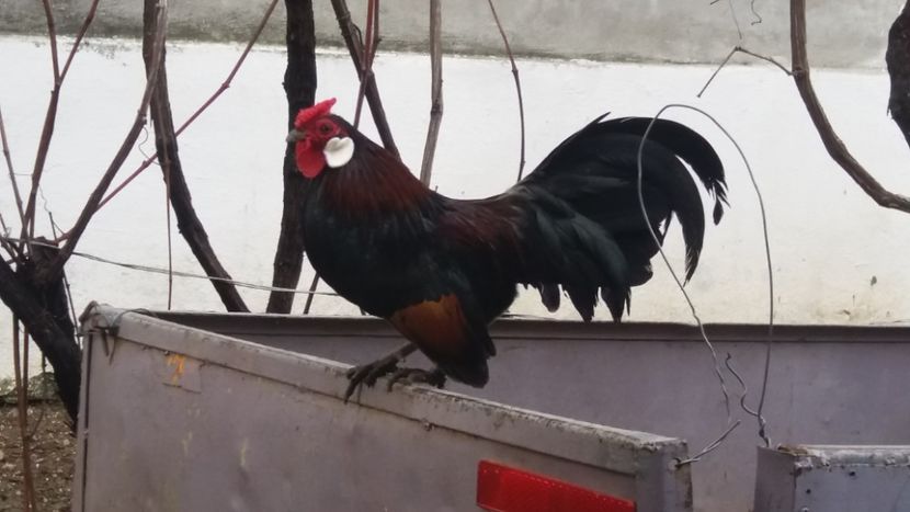  - Bantam potarnichiu