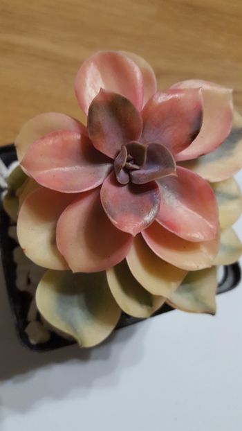  - Echeveria Rainbow N