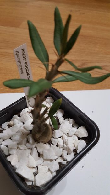  - Pachypodium bispinosum N