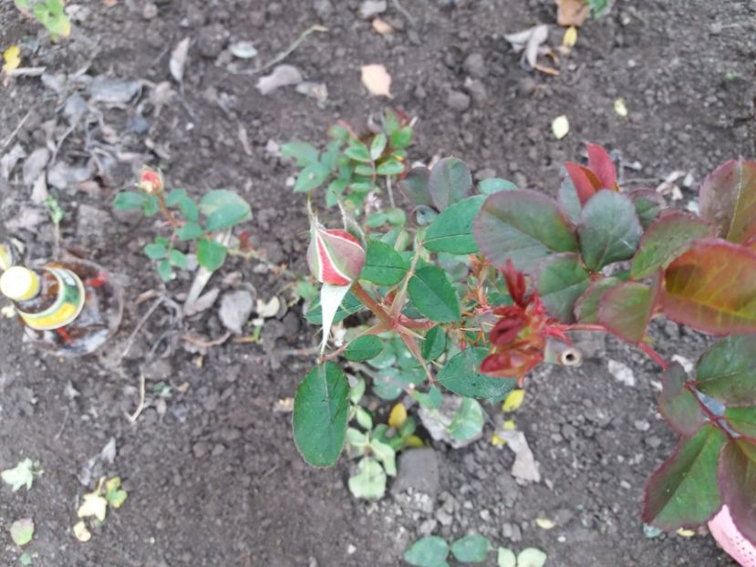  - COLȚUL meu de GRĂDINĂ