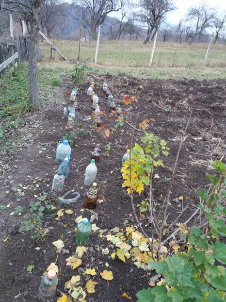  - COLȚUL meu de GRĂDINĂ