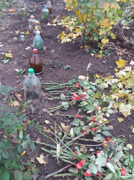 Multumesc! - COLȚUL meu de GRĂDINĂ