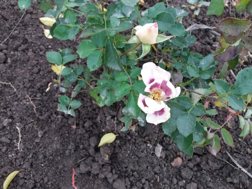  - 000000000000001   GRADINA MEA