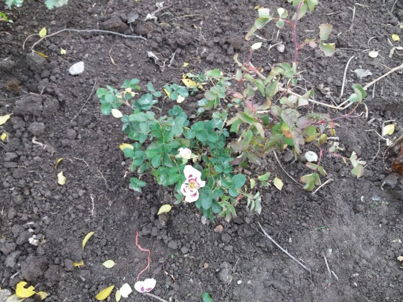  - 000000000000001   GRADINA MEA