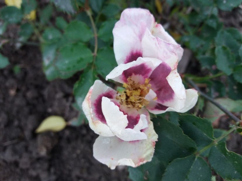  - 000000000000001   GRADINA MEA