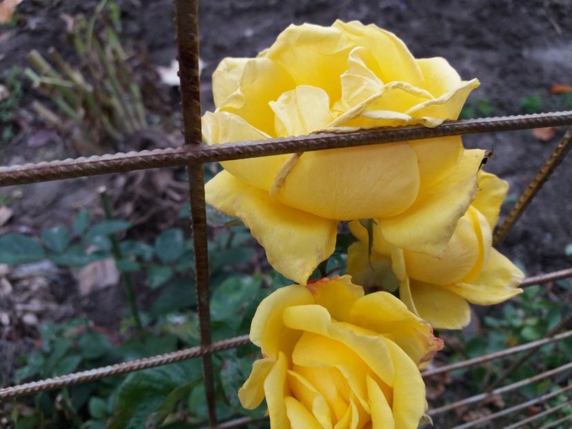  - 000000000000001   GRADINA MEA