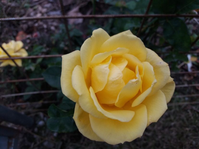  - 000000000000001   GRADINA MEA