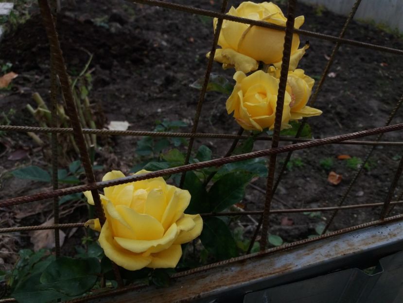  - 000000000000001   GRADINA MEA