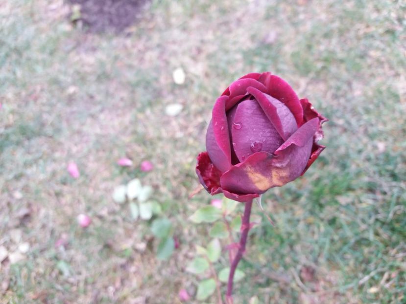  - 000000000000001   GRADINA MEA