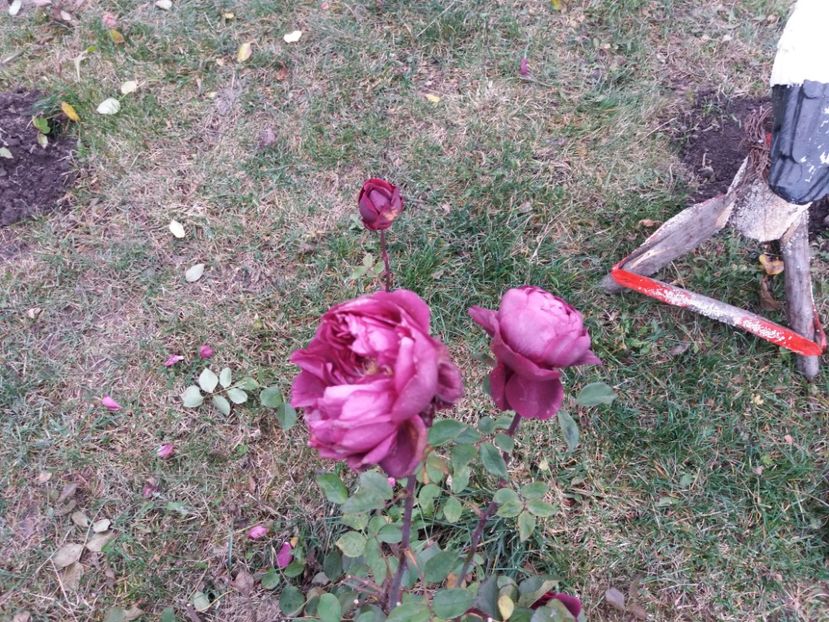  - 000000000000001   GRADINA MEA