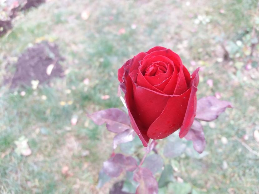  - 000000000000001   GRADINA MEA