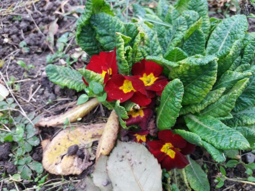 Miros de primavara - 000000000000001   GRADINA MEA