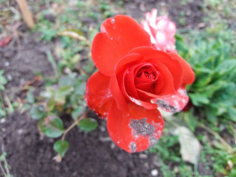  - 000000000000001   GRADINA MEA