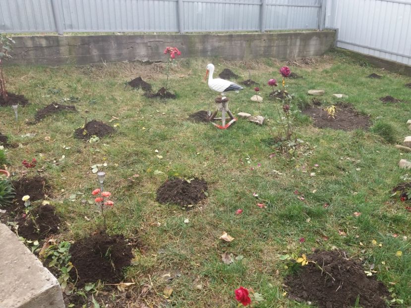 Asteptam plapuma alba - 000000000000001   GRADINA MEA