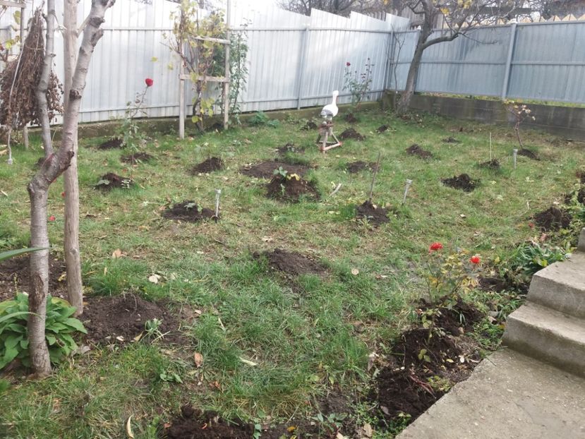  - 000000000000001   GRADINA MEA