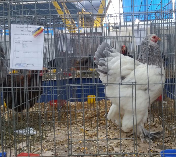  - Rezultate expo Napoca 16-18 noiembrie 2017