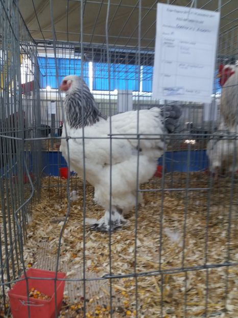  - Rezultate expo Napoca 16-18 noiembrie 2017