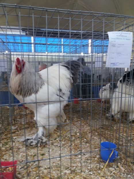  - Rezultate expo Napoca 16-18 noiembrie 2017