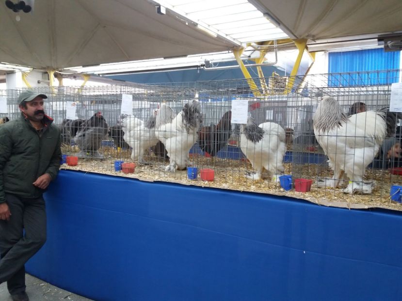  - Rezultate expo Napoca 16-18 noiembrie 2017