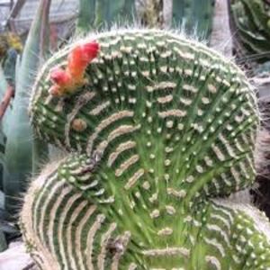 Cleistocactus jujuyensis f monstruoasa crestata - 011 Dorinte