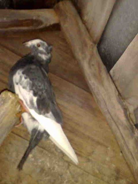  - Pui 2017-2018 -2019-2020 -2021-matca-doici-vind aproape tot lotul